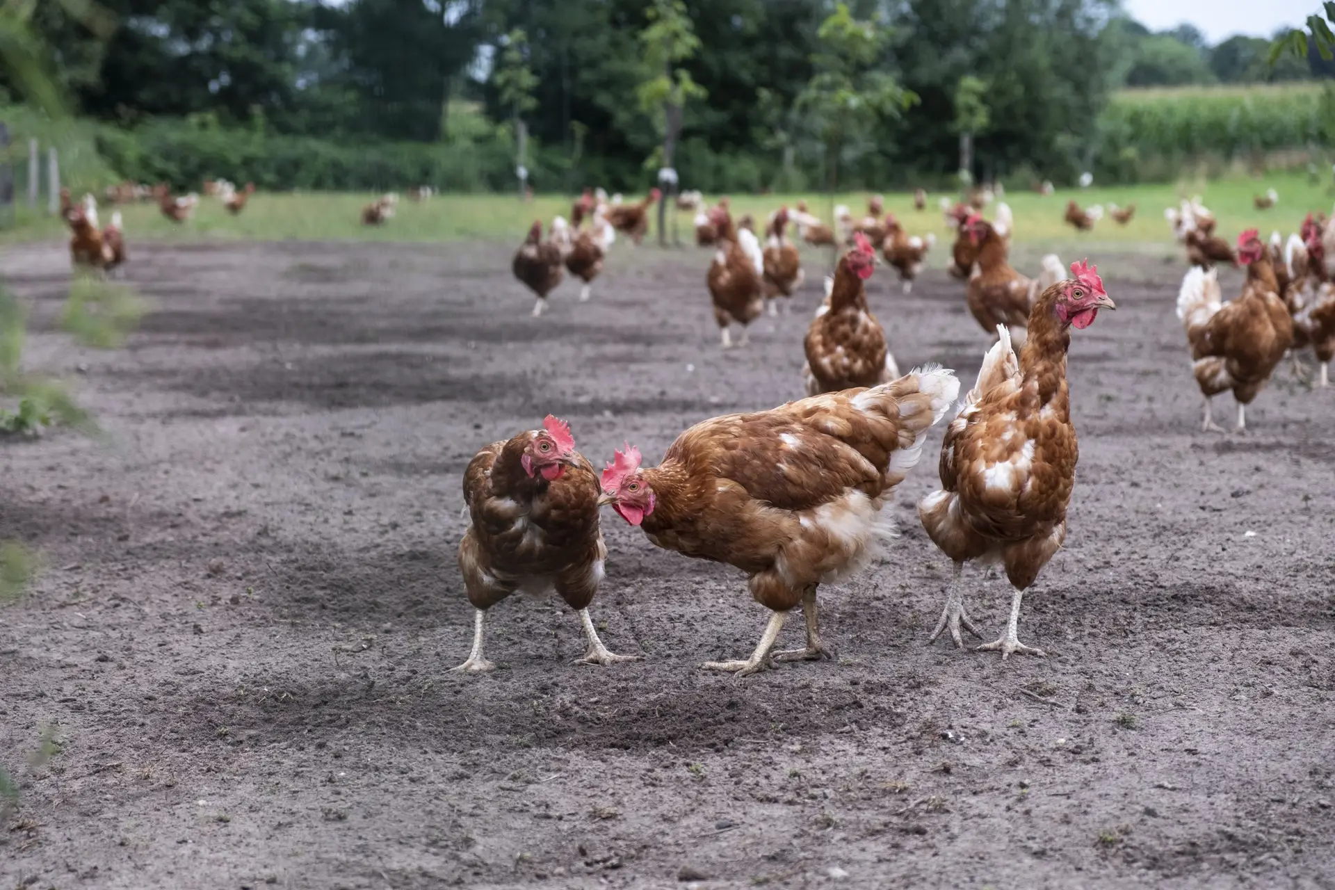 reportage over biologische kippenhouderij